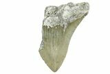Partial, Fossil Megalodon Tooth - Serrated Blade #368086-1